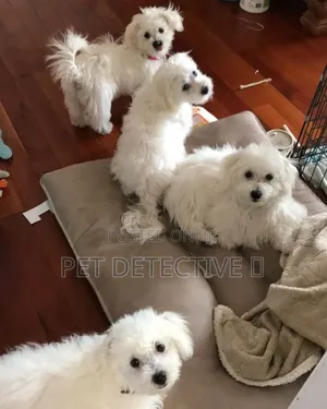 1-3 months Male Purebred Yorkipoo