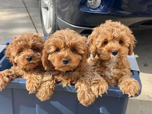 1-3 months Male Purebred Poodle