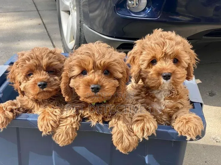 1-3 months Male Purebred Poodle