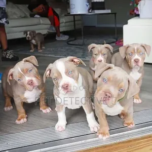 1-3 months Male Purebred American Pit Bull Terrier