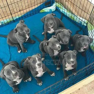 1-3 months Male Purebred American Pit Bull Terrier
