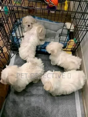 1-3 months Male Purebred Yorkipoo