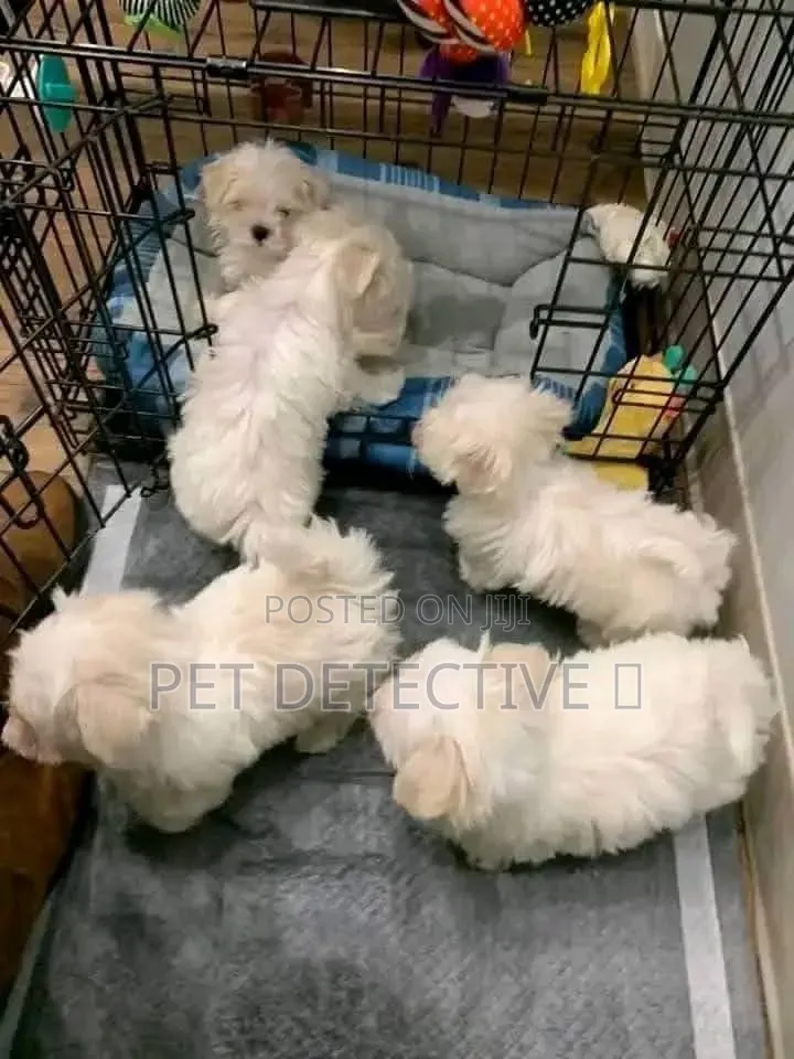 1-3 months Male Purebred Yorkipoo