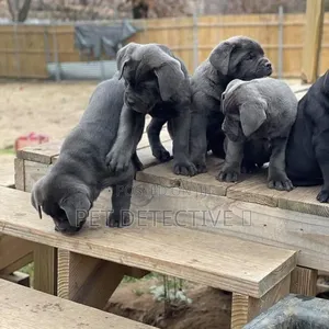 1-3 months Male Purebred Mastiff