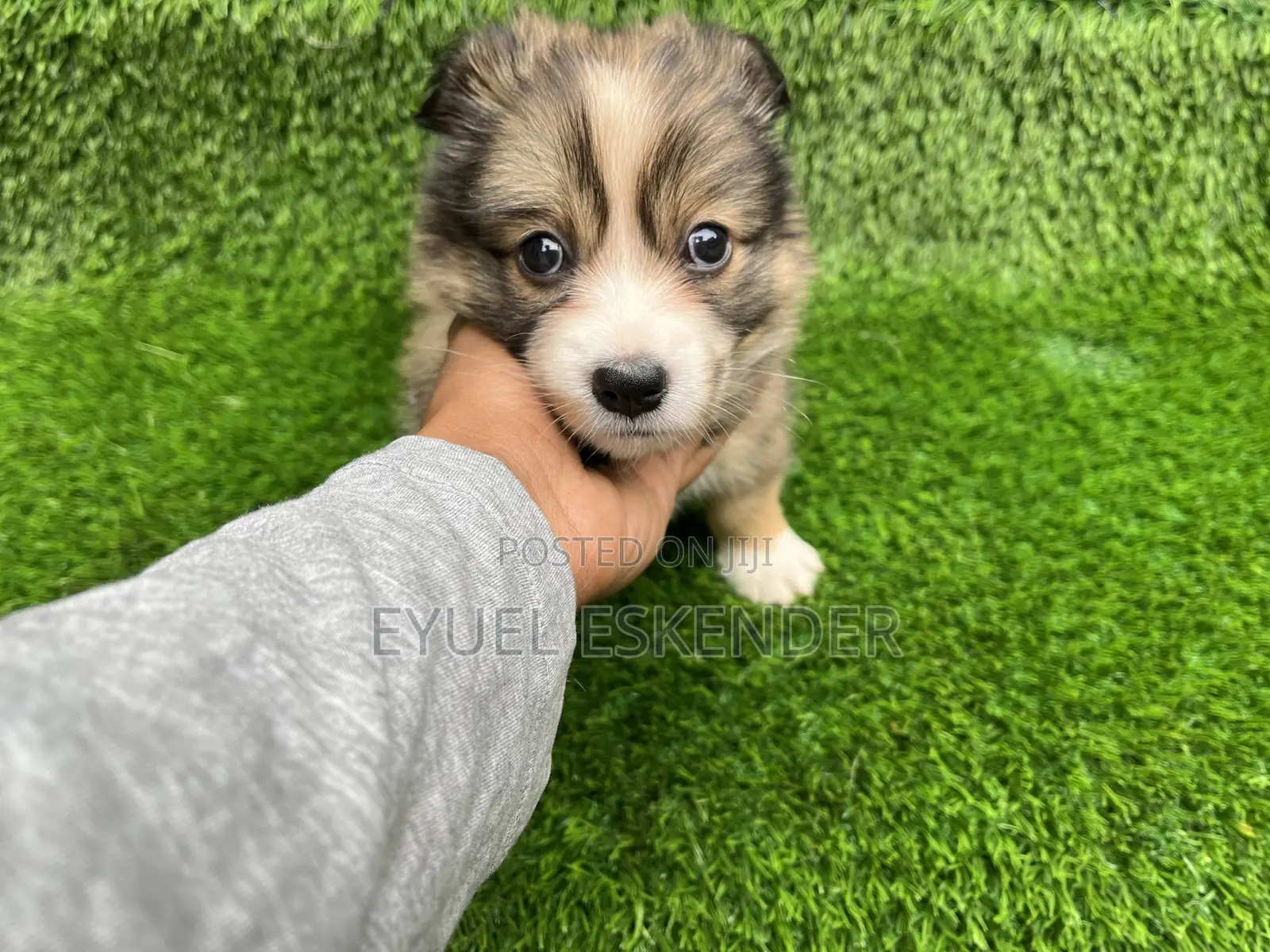 1-3 months Female Purebred Pomeranian