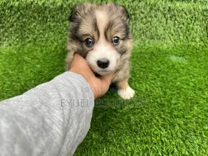 1-3 months Female Purebred Pomeranian