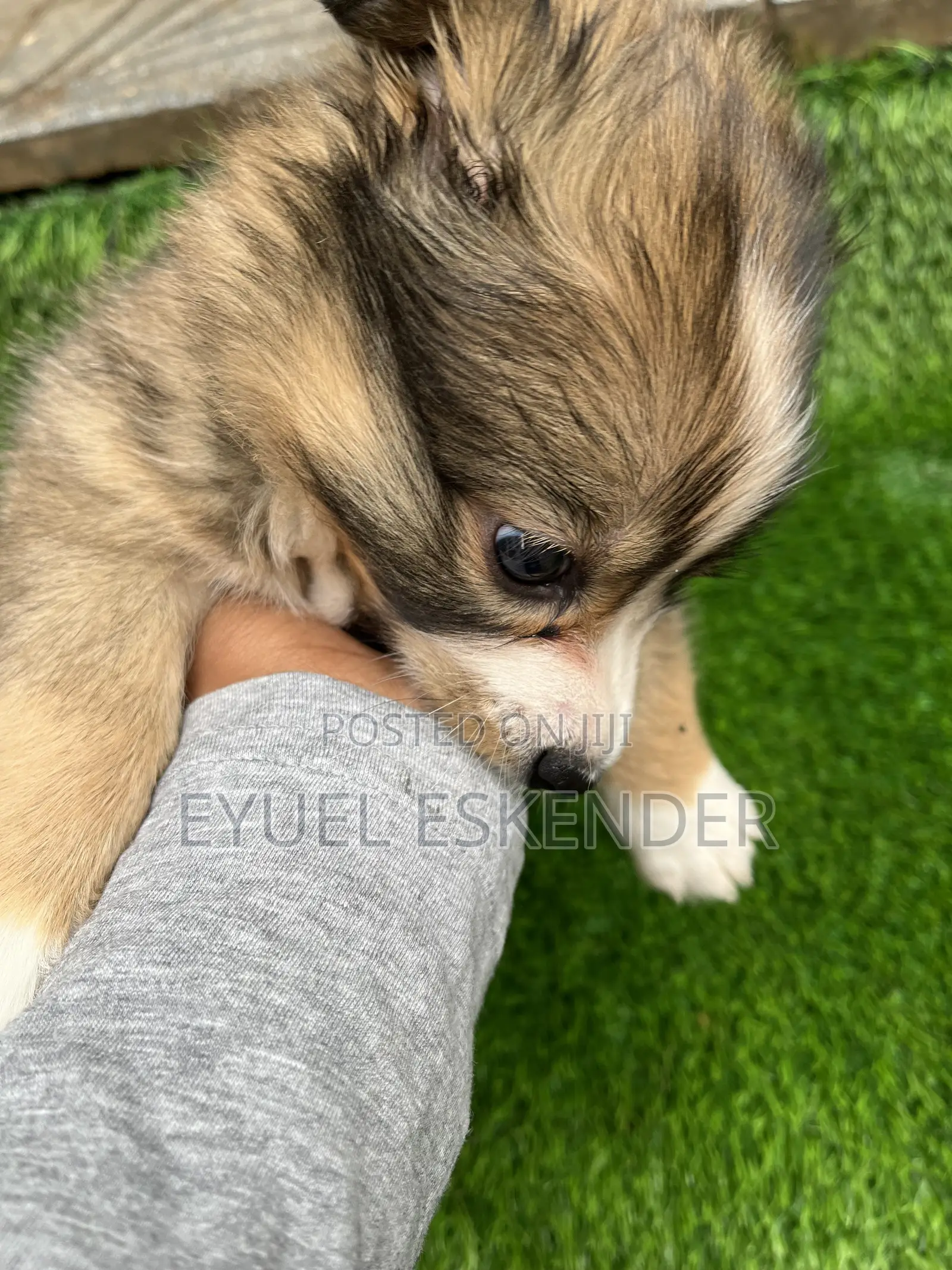 1-3 months Female Purebred Pomeranian