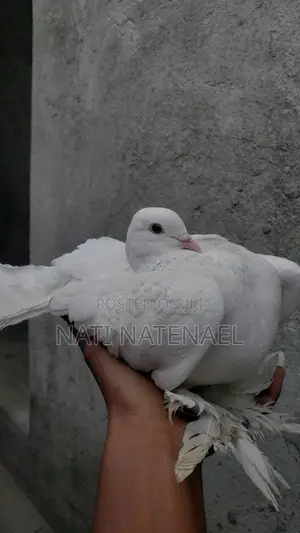 Black and White and Money Birds