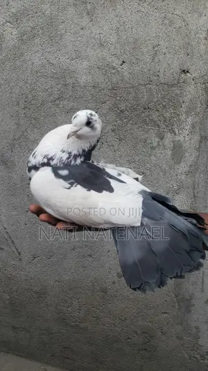 Black and White and Money Birds