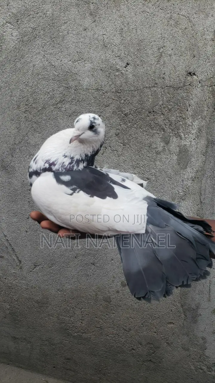 Black and White and Money Birds