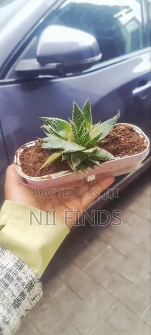 Lace Aloe - Healthy Indoor Plant