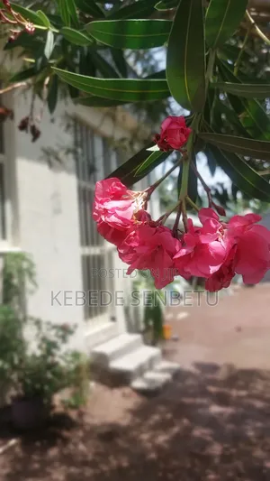 4bdrm House in Oromia, East Shewa for rent