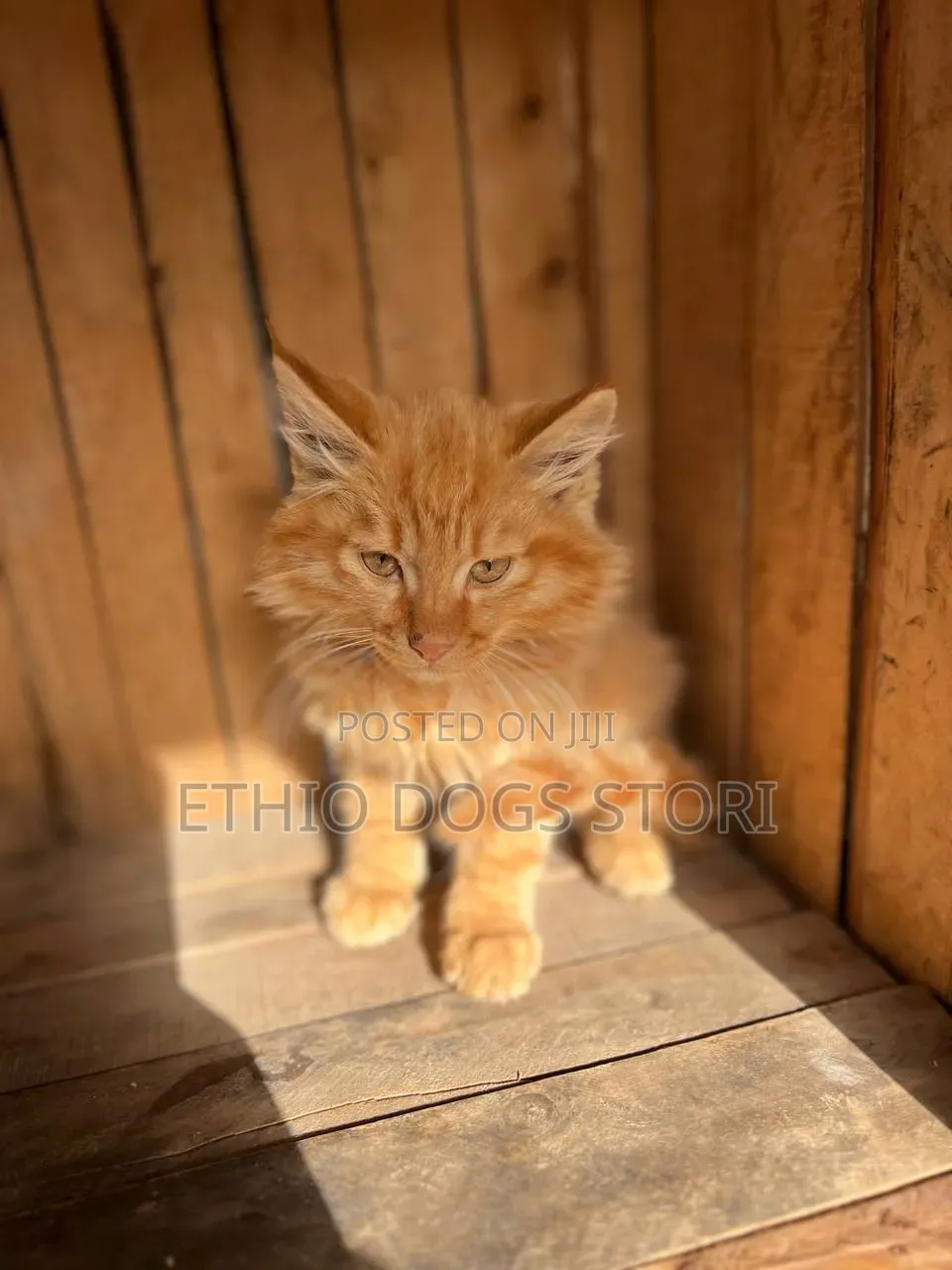 1-3 months Male Purebred Maine Coon