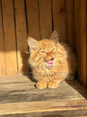 1-3 months Male Purebred Maine Coon