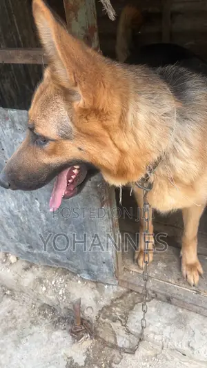 1+ year Female Purebred German Shepherd