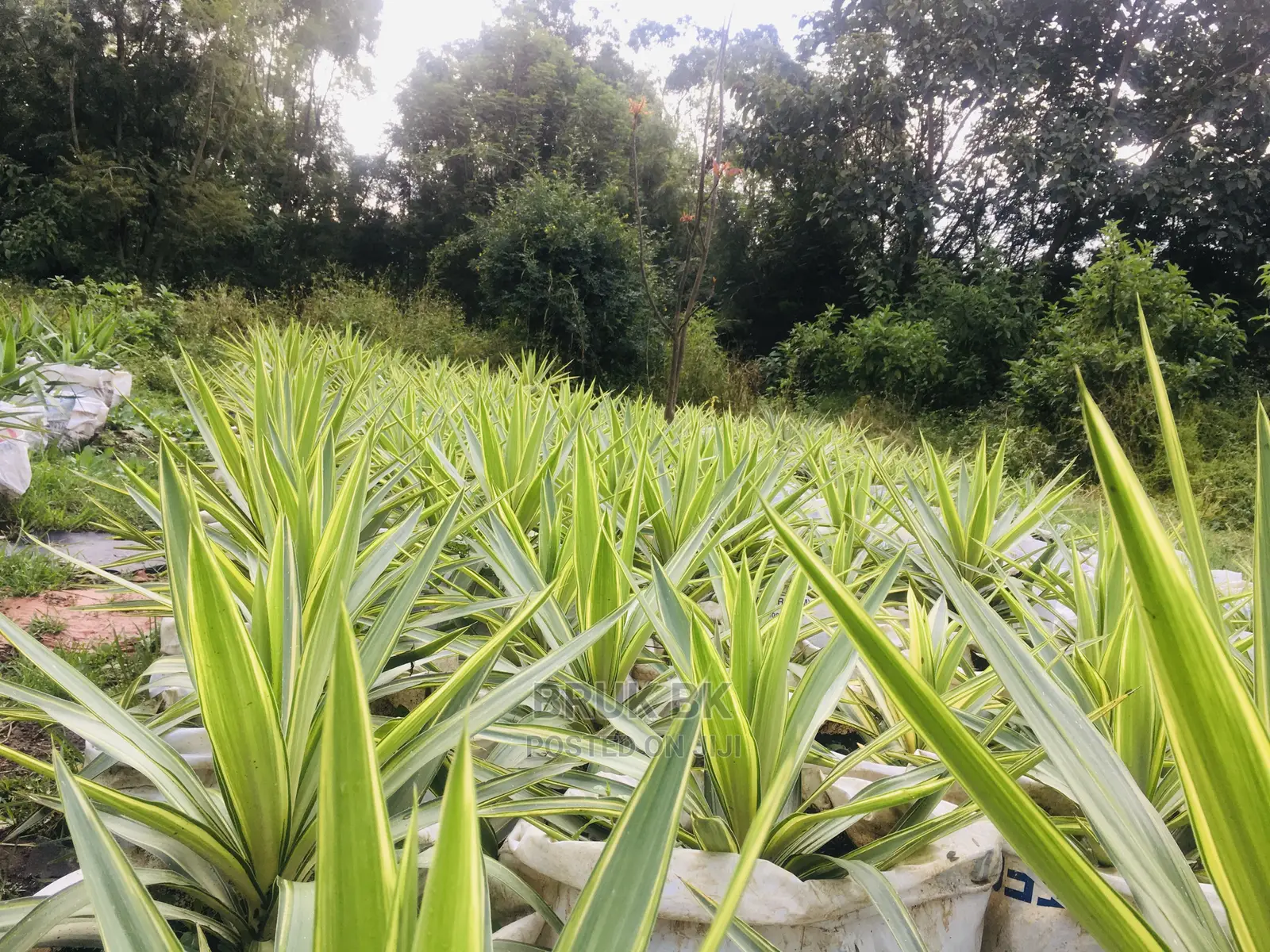 Yucca Plant
