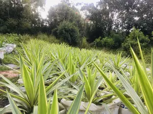 Yucca Plant