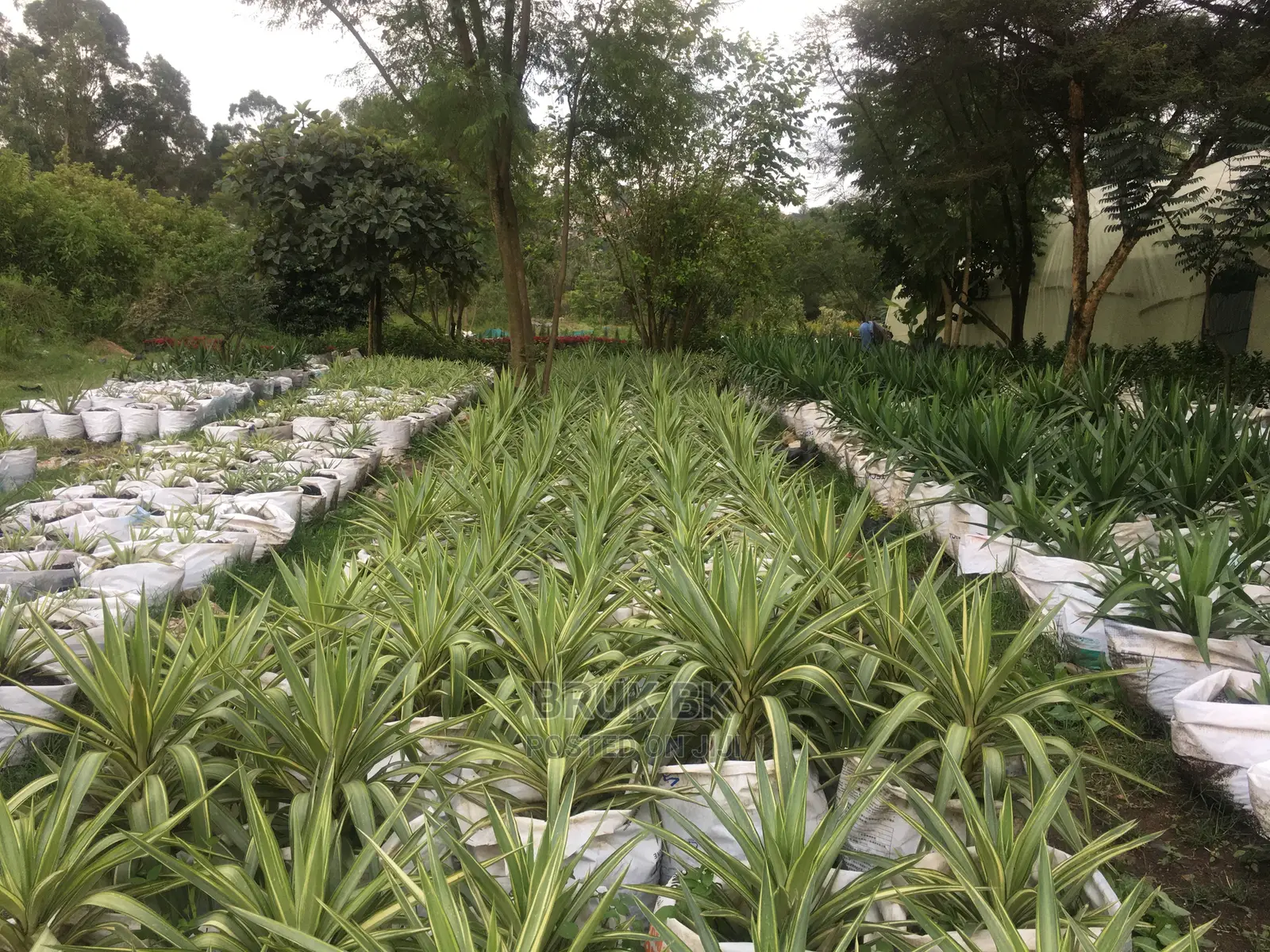 Yucca Plant