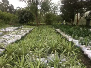 Yucca Plant