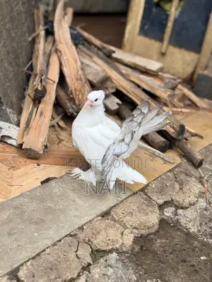Normal Bird Black and White