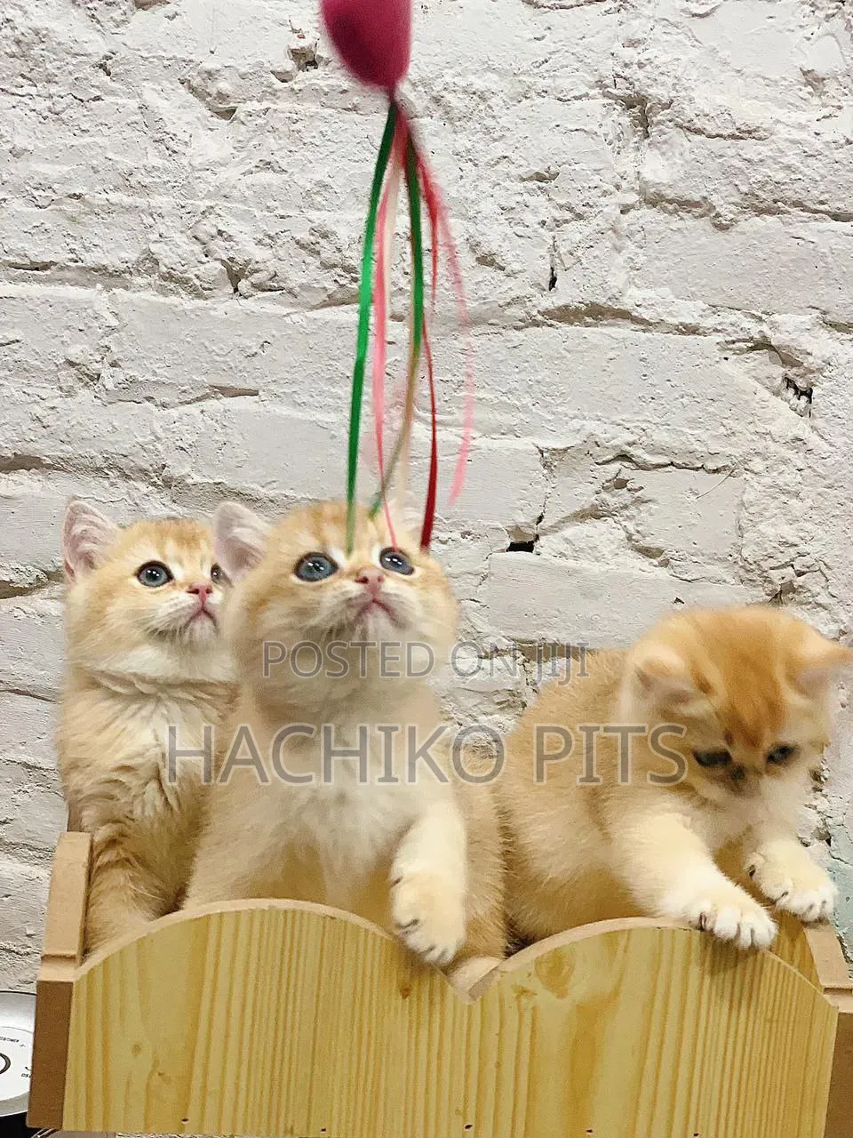 1-3 months Male Purebred American Bobtail