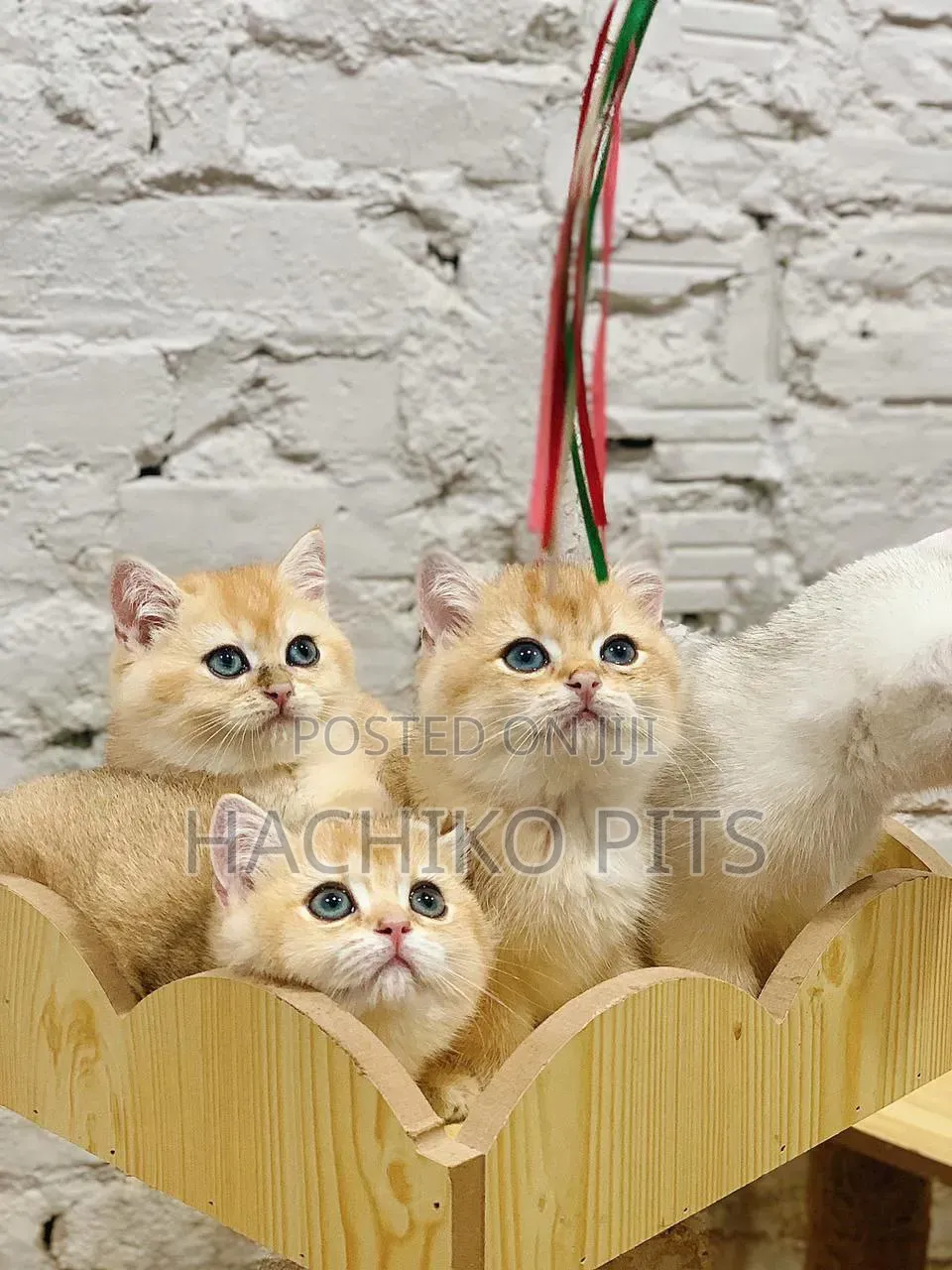 1-3 months Male Purebred American Bobtail