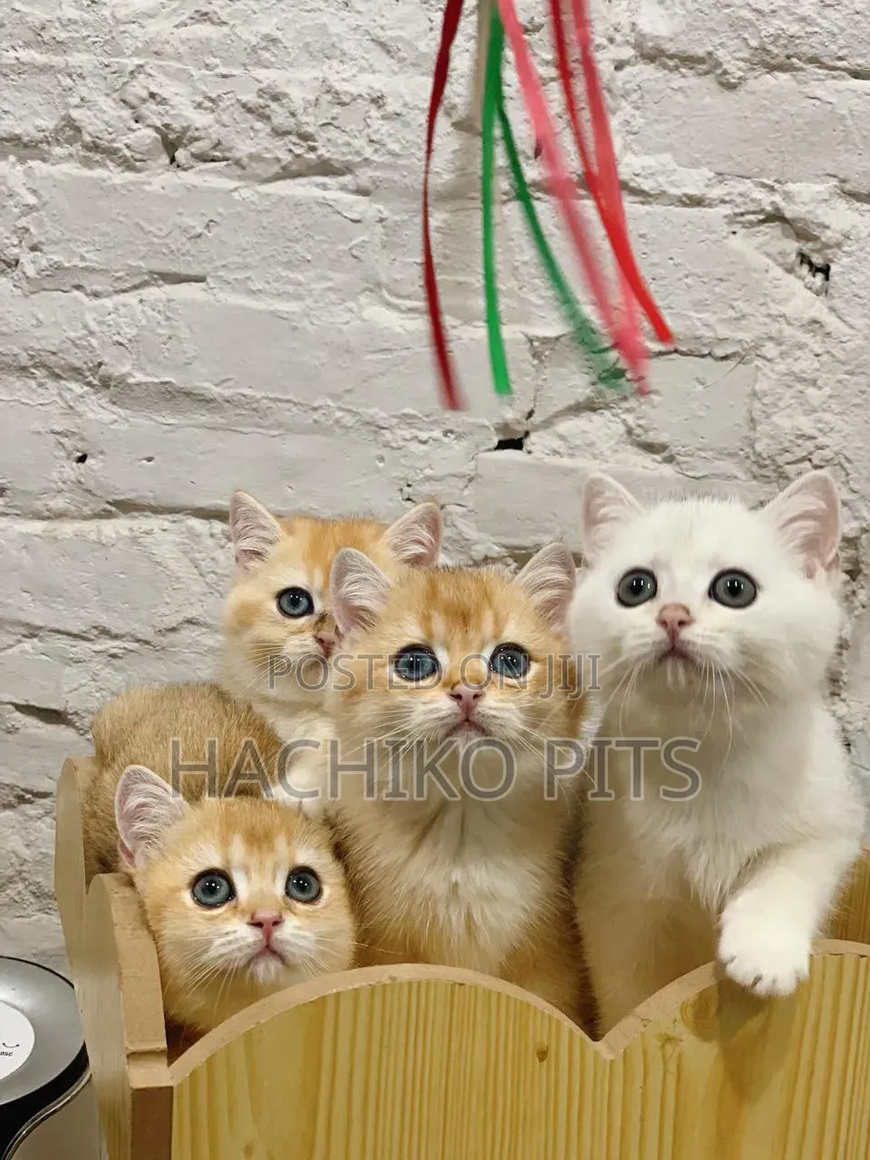 1-3 months Female Purebred American Bobtail