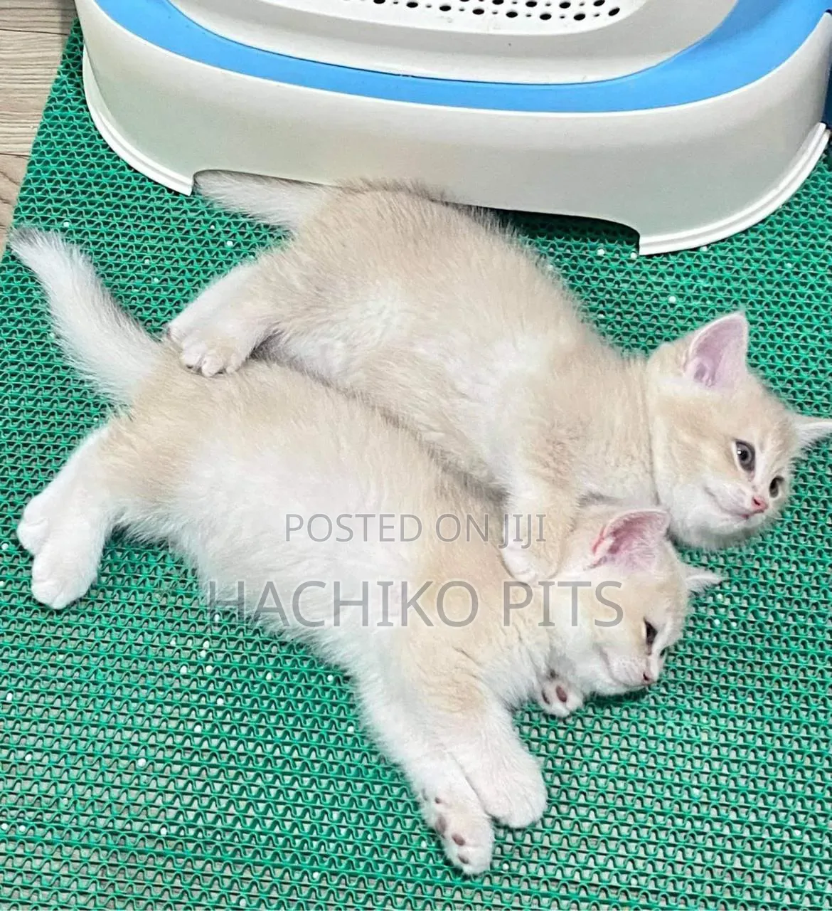 1-3 months Male Purebred Balinese