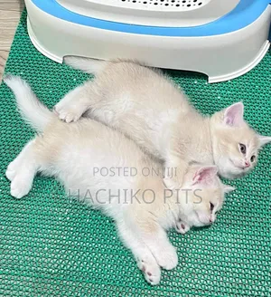 1-3 months Male Purebred Balinese