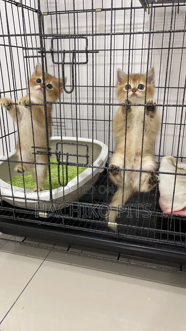 1-3 months Male Purebred American Bobtail