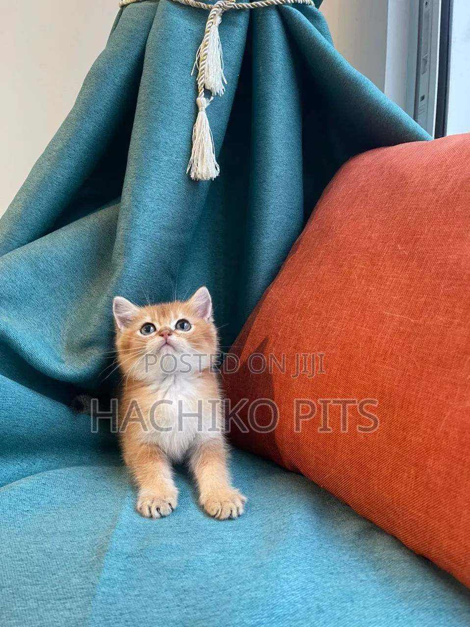 1-3 months Male Purebred American Bobtail