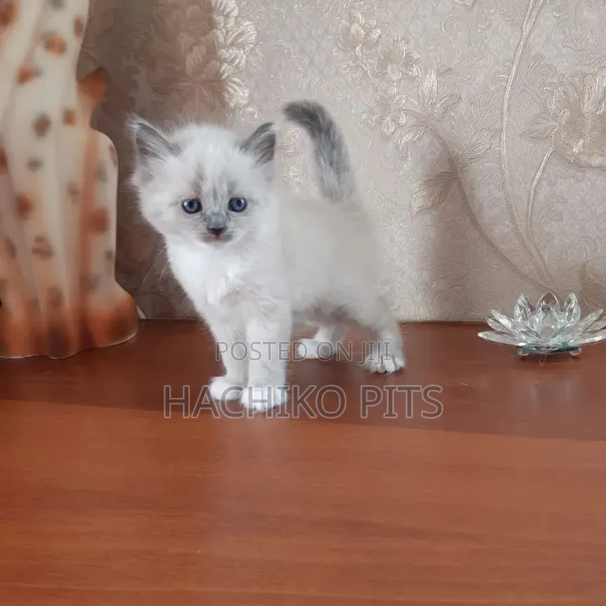 1-3 months Male Purebred Chinese Li Hua