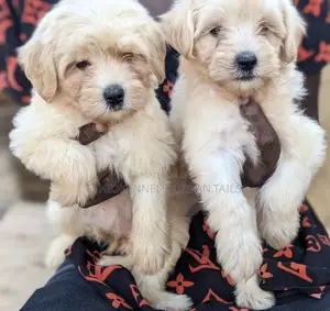 1-3 months Female Purebred Maltese