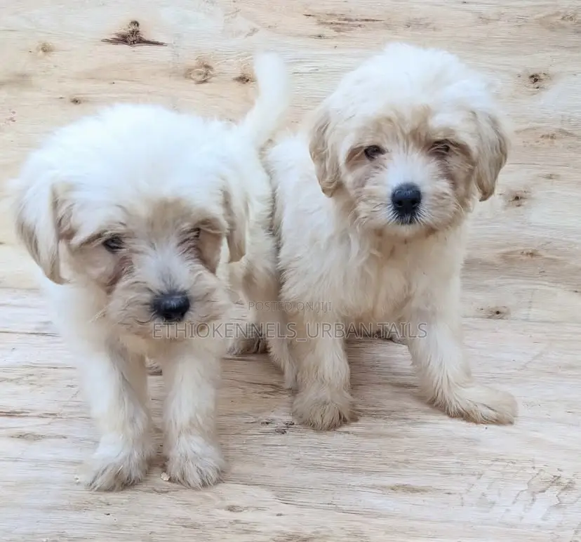1-3 months Female Purebred Maltese