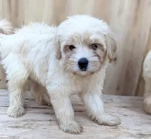 1-3 months Female Purebred Maltese