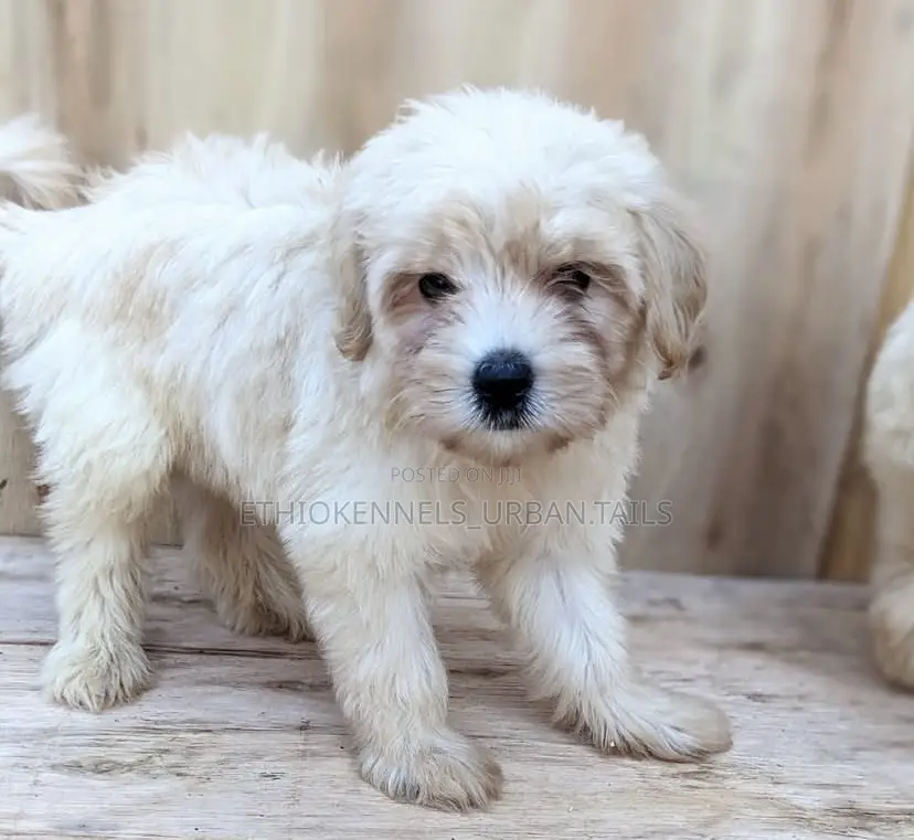 1-3 months Female Purebred Maltese
