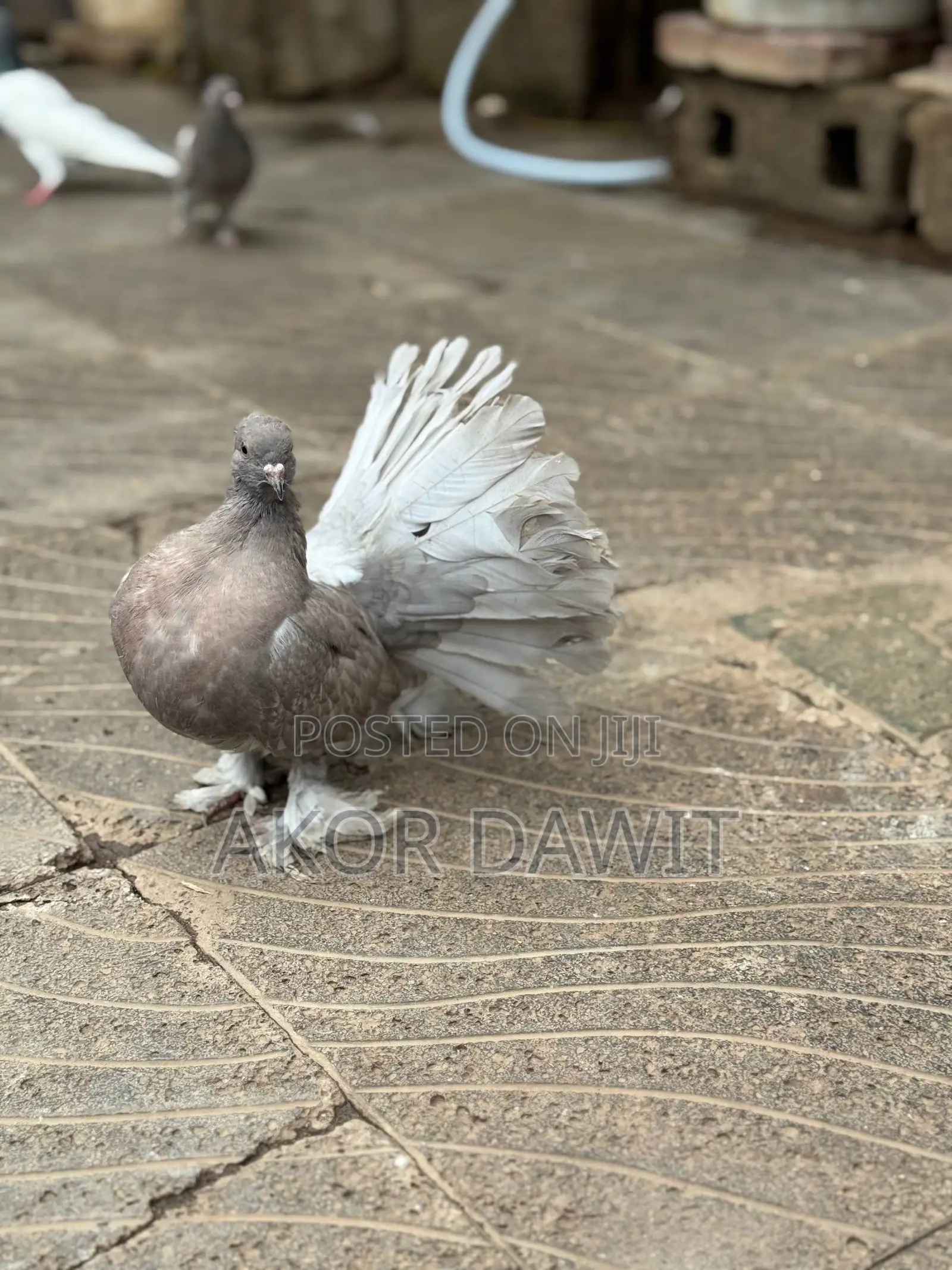 Normal Bird and Usa Bird