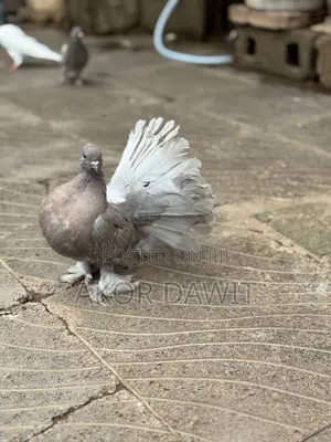 Normal Bird and Usa Bird