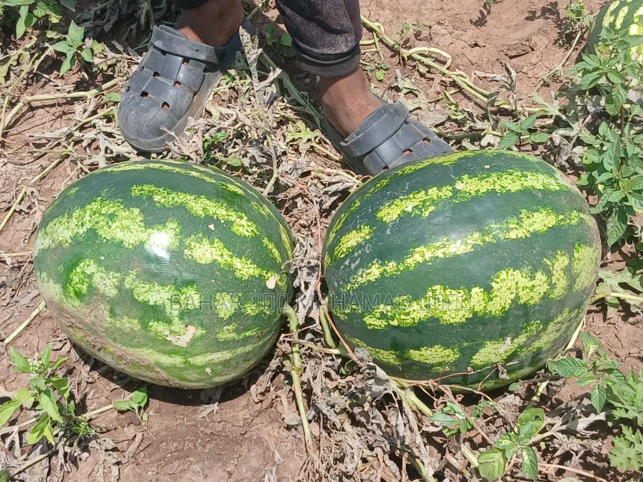 Gosa Habhabii Isa Hundarra Caalu Fi Filatamaa
ምርጥ የውሃ ሐብሐብ ዓይነት