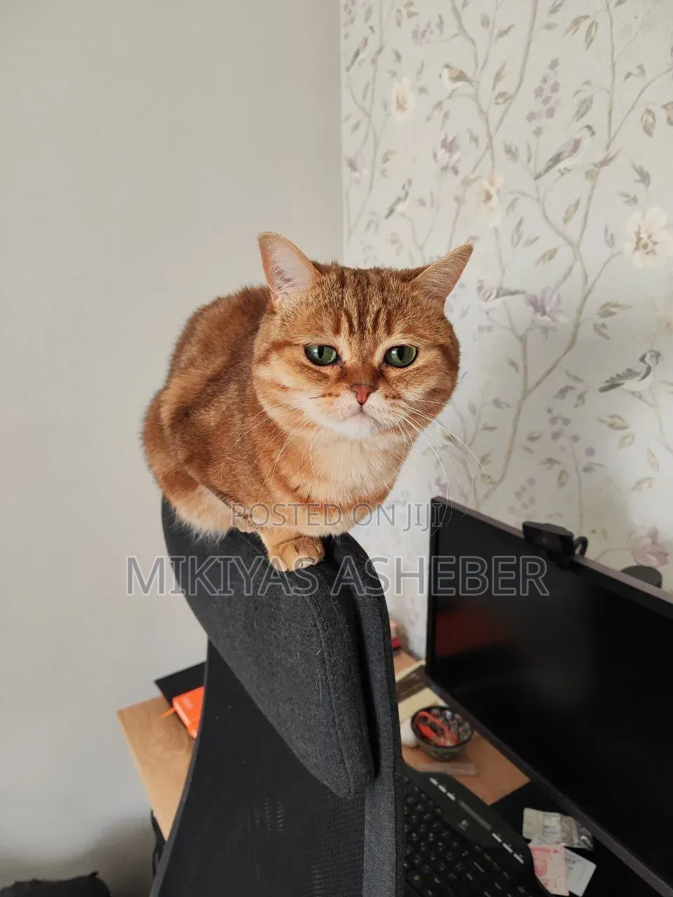 1-3 months Male Purebred American Curl