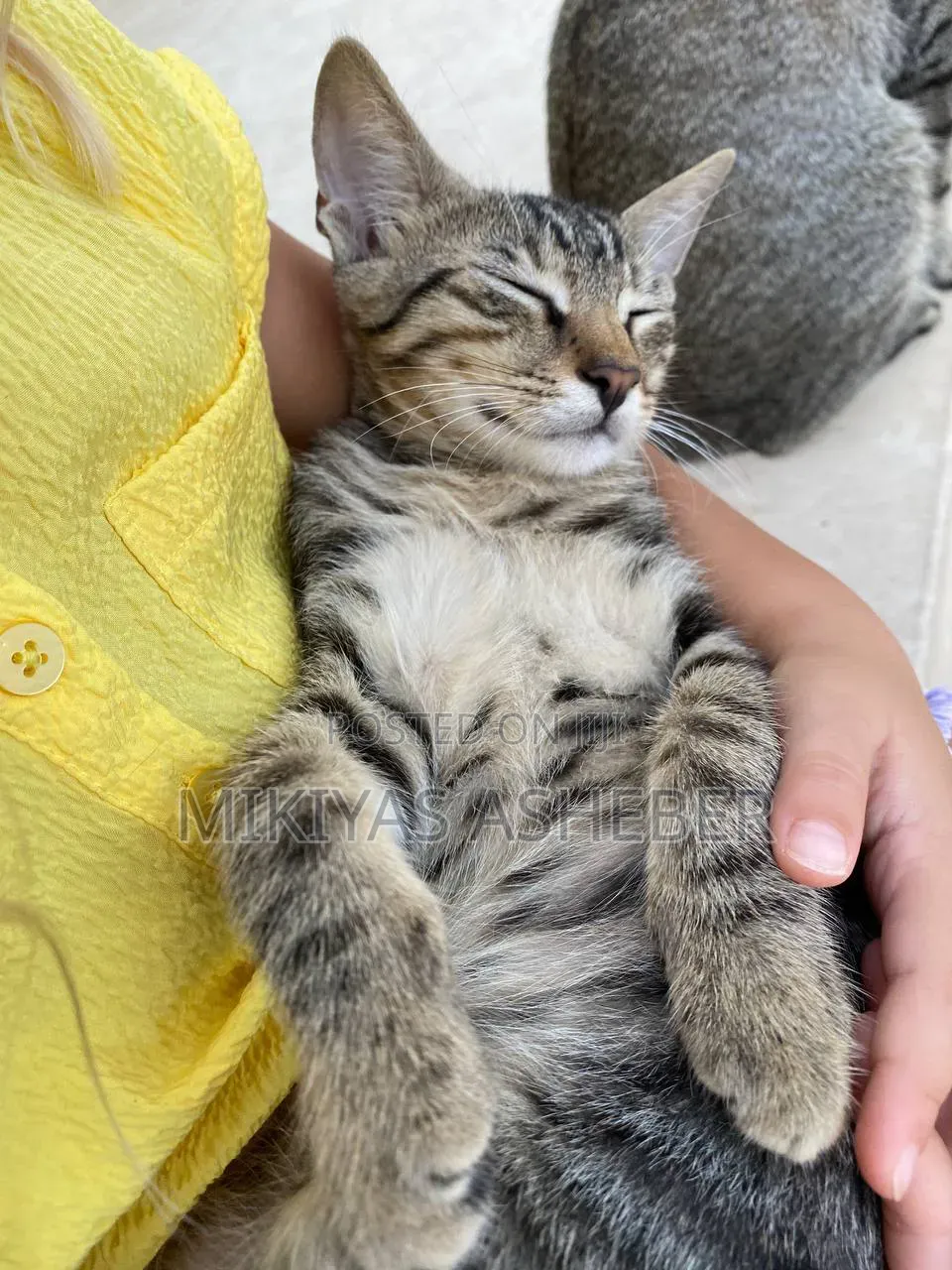 1-3 months Female Purebred American Wirehair
