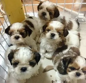 1-3 months Male Purebred Shih Tzu