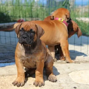 1-3 months Male Purebred Boerboel