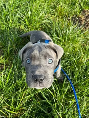 1-3 months Male Purebred American Pit Bull Terrier