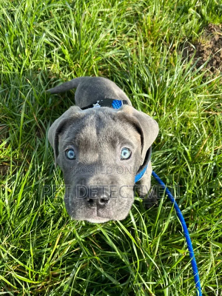1-3 months Male Purebred American Pit Bull Terrier