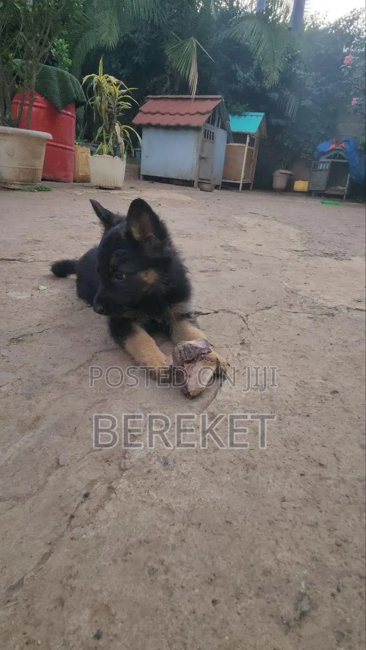 1-3 months Male Purebred German Shepherd