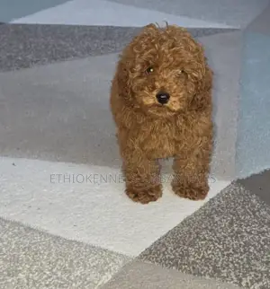 1-3 months Male Purebred Poodle