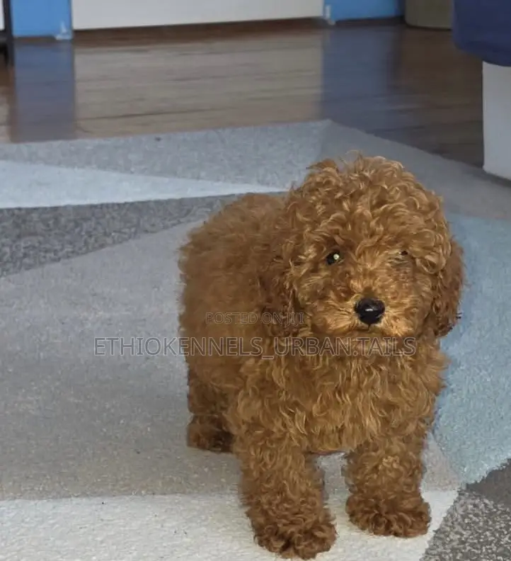 1-3 months Male Purebred Poodle