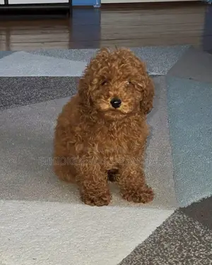 1-3 months Male Purebred Poodle