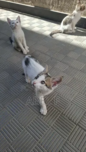 1-3 months Male Mixed Breed Abyssinian